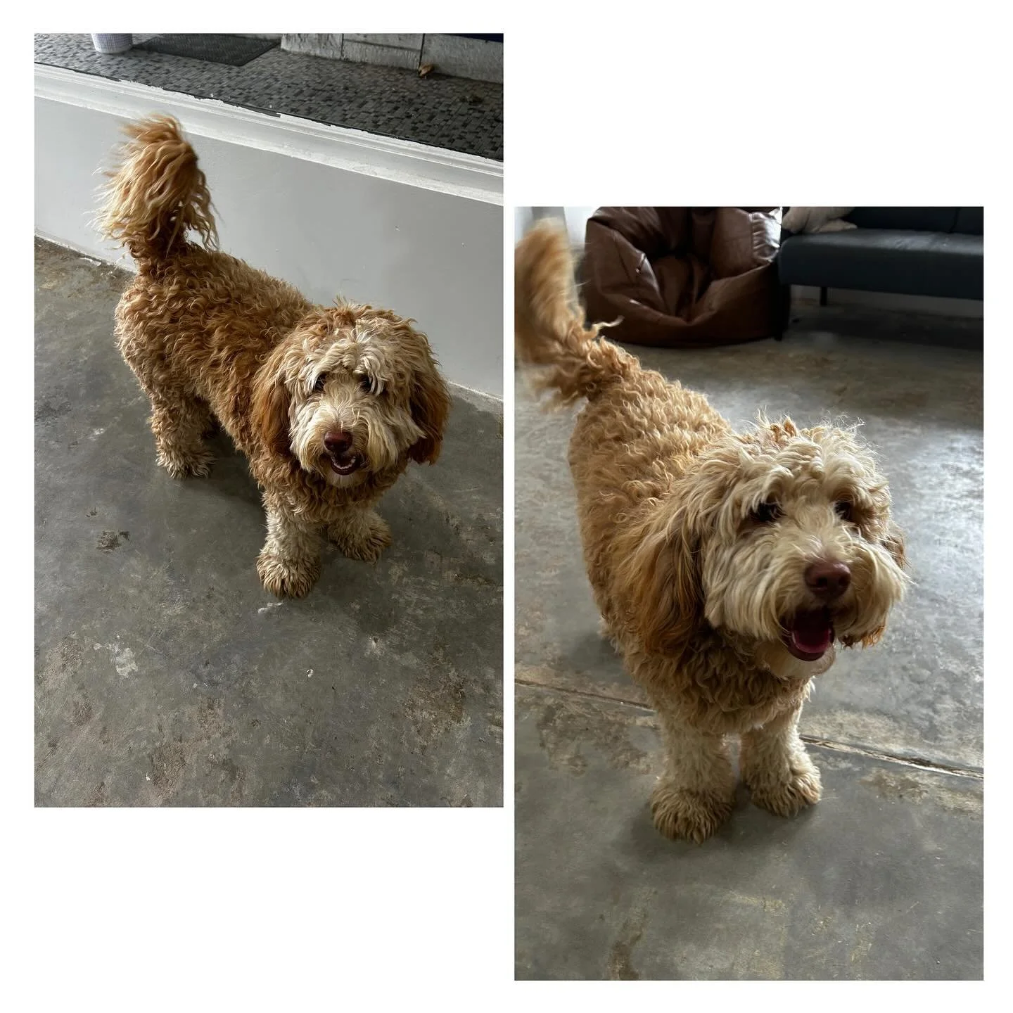 Meet Ginger, this sweet little girl came in for a pamper session that turned into a wrestling match. Huxley met his match with her. She did incredible well today and let us know when she needed a quick play break to show Huxley who&rsquo;s the boss. 