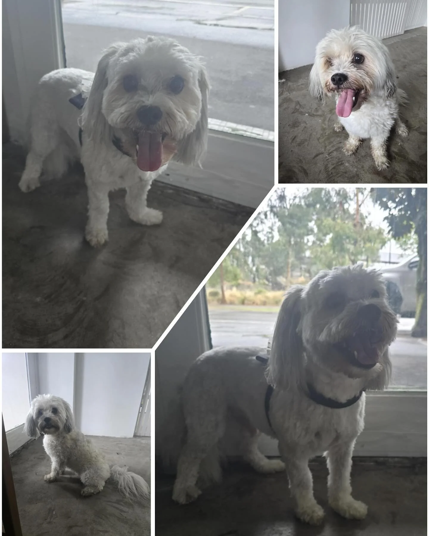 This handsome man had an eventful few days, took himself on walkabouts after breaking out of his home. Thankfully found his way back home and made it in time for his grooming appointment. He was an absolute champion!