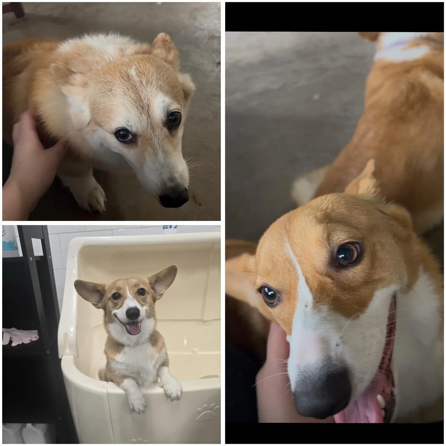 We were so thankful to have these two sweet girls come visit. They are absolute characters and were on their best behaviours! We can&rsquo;t wait to see them again.