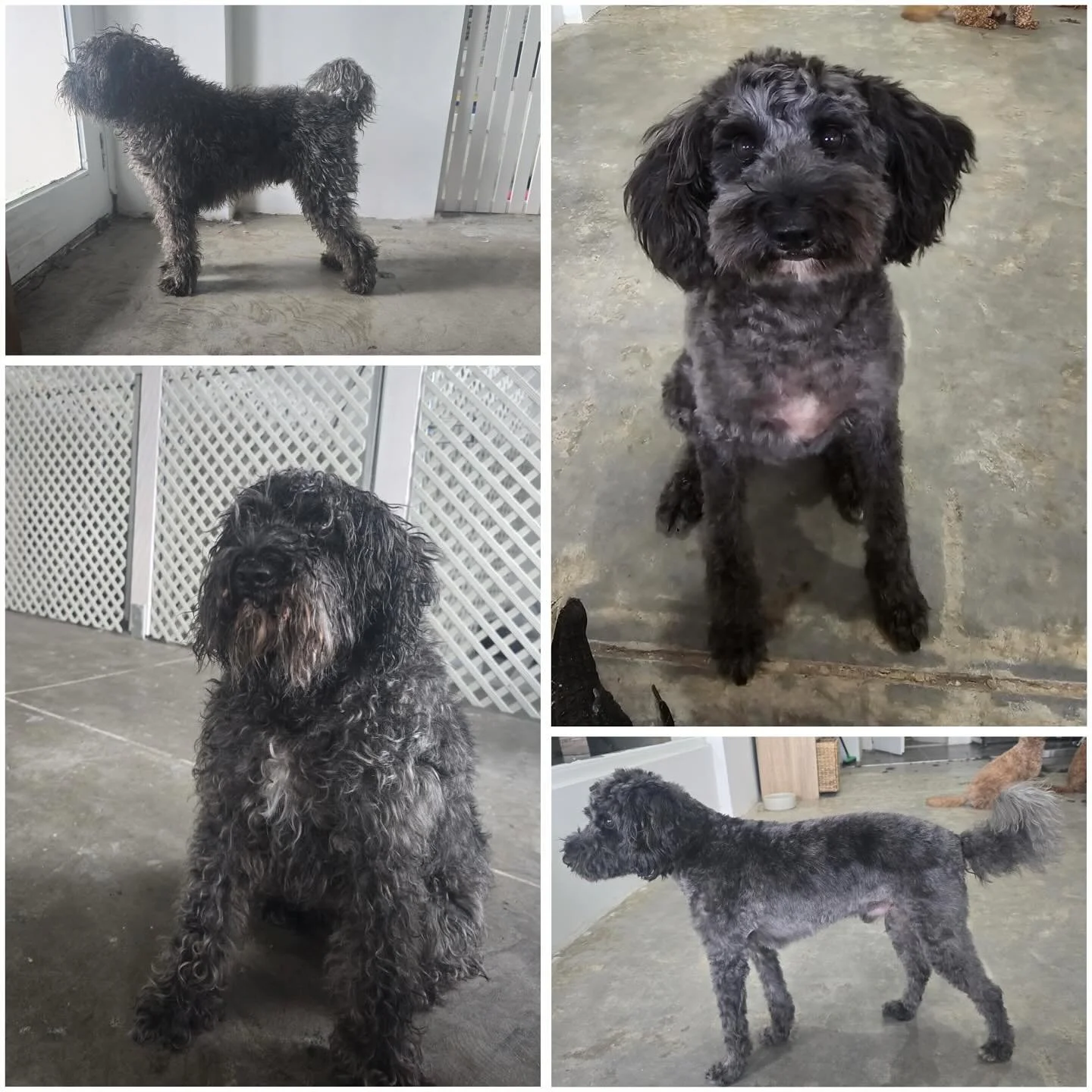 Oscar, this absolute delight was honestly one of the most well mannered dogs we have had in the salon. We couldn&rsquo;t believe how patient and loving he was through the entire process. When we were told he had been previously turned away because of