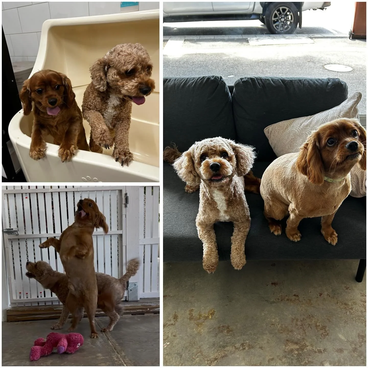 Meet Mayo and Tofu, these two crazy little boys were an absolute delight. They came in looking handsome and left the same way. 10/10 for being sweetest boys