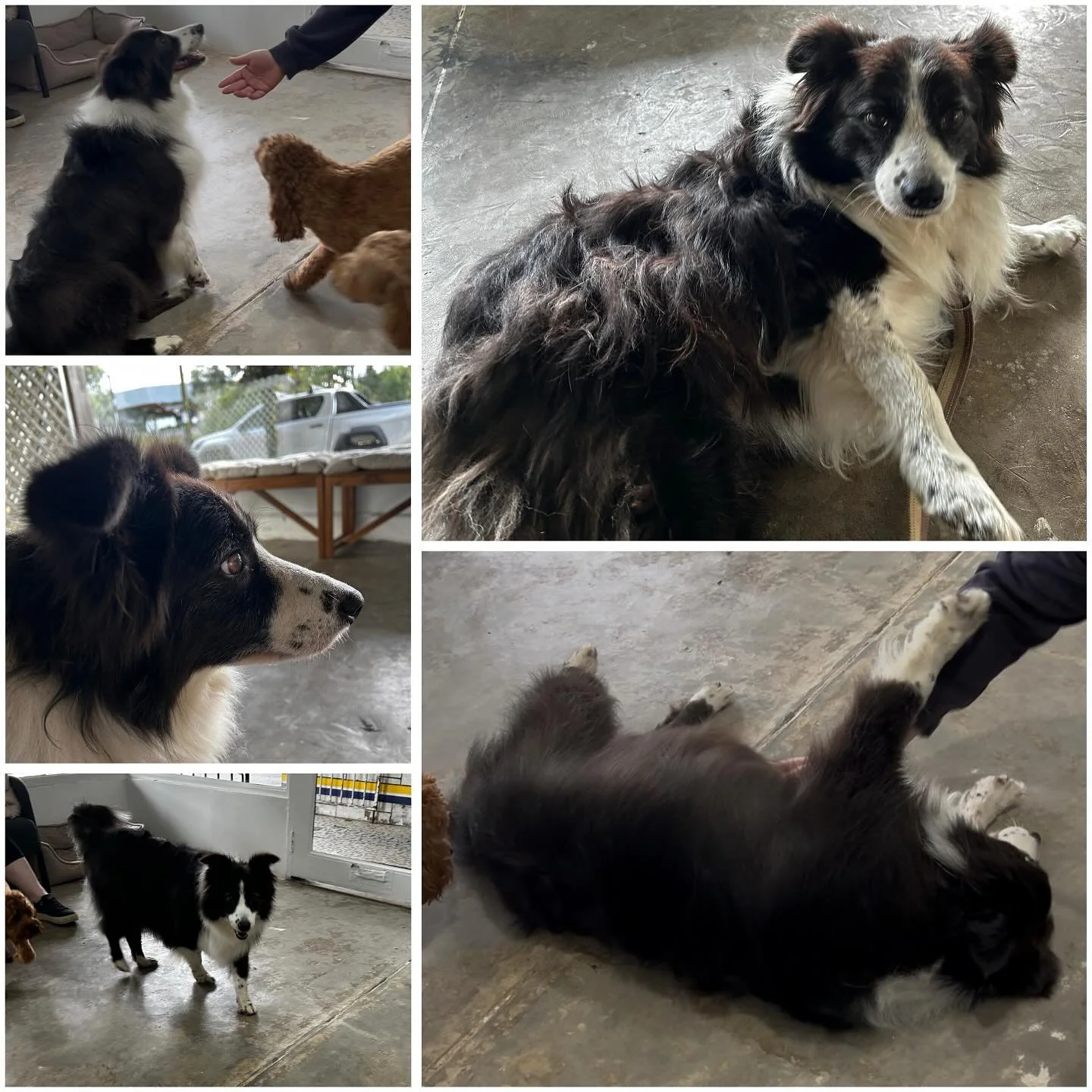 We welcomed this lovely lady into the salon. She was in need of a good de-shed leaving literally half the size. We can&rsquo;t wait to have her back #tripletailgrooming#doggrooming#bayswater