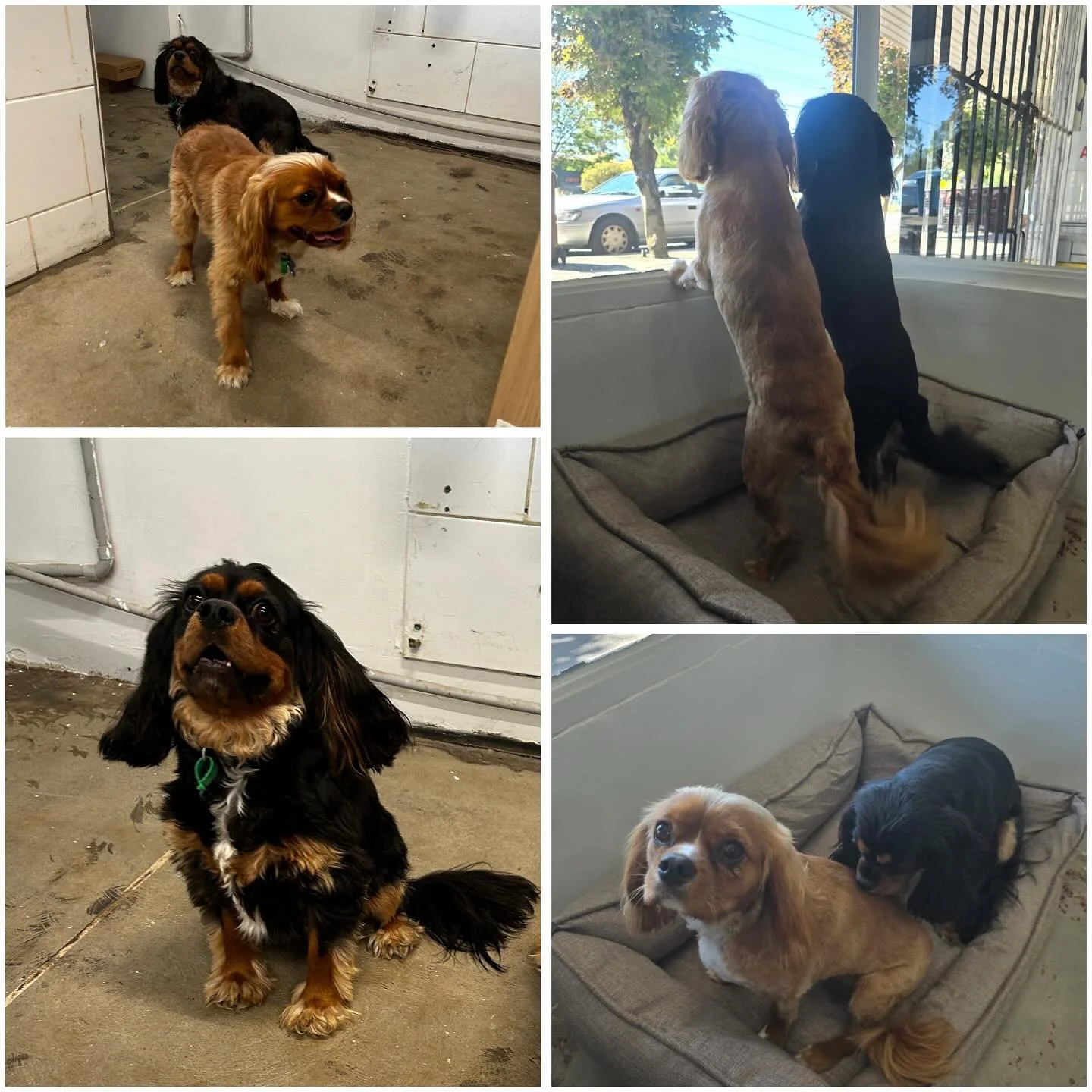 Welcomed these two cuties into the salon, Venchi and Anarkin were just the sweetest little boys.