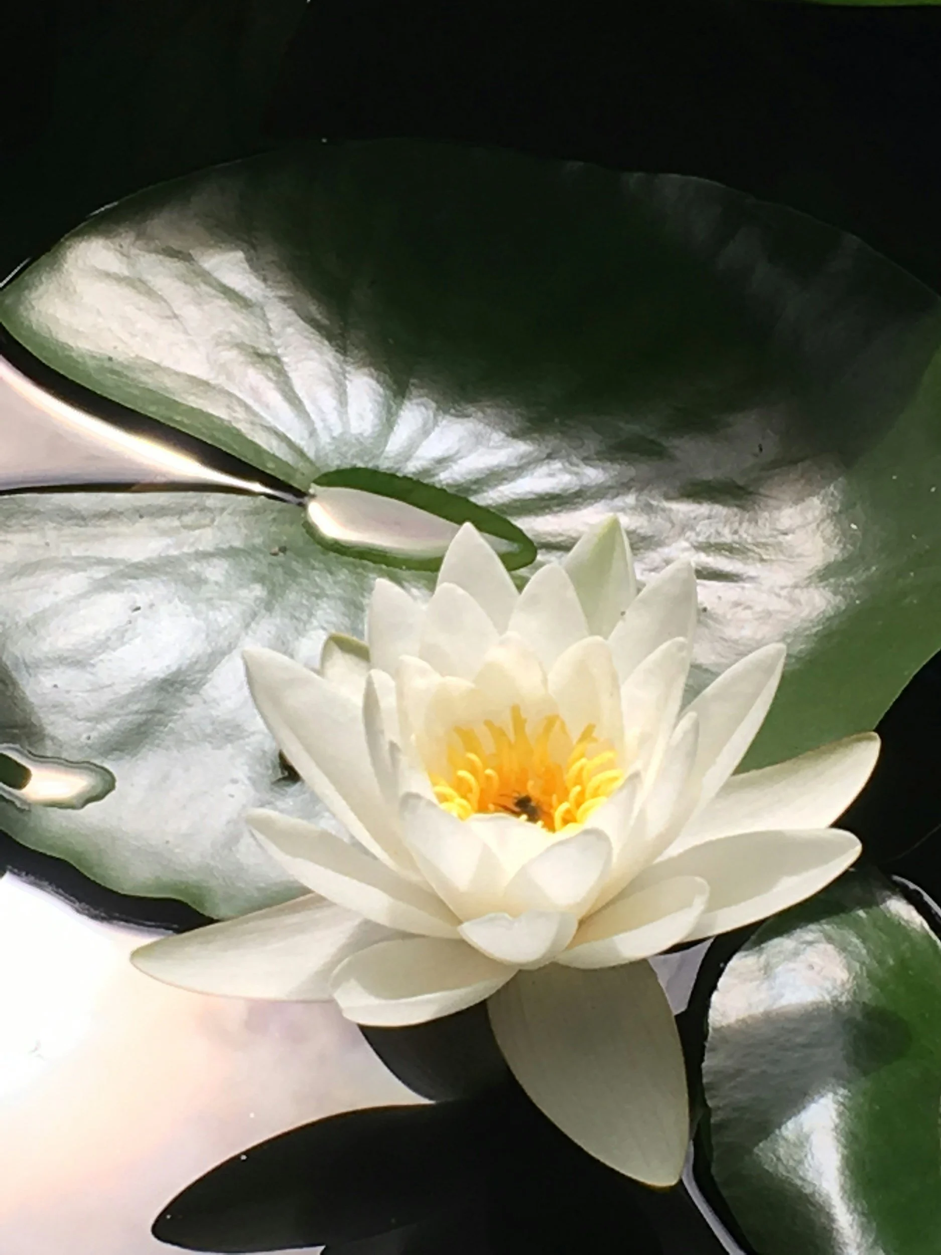 A white water lily flower floating on water with a large green lily pad nearby.