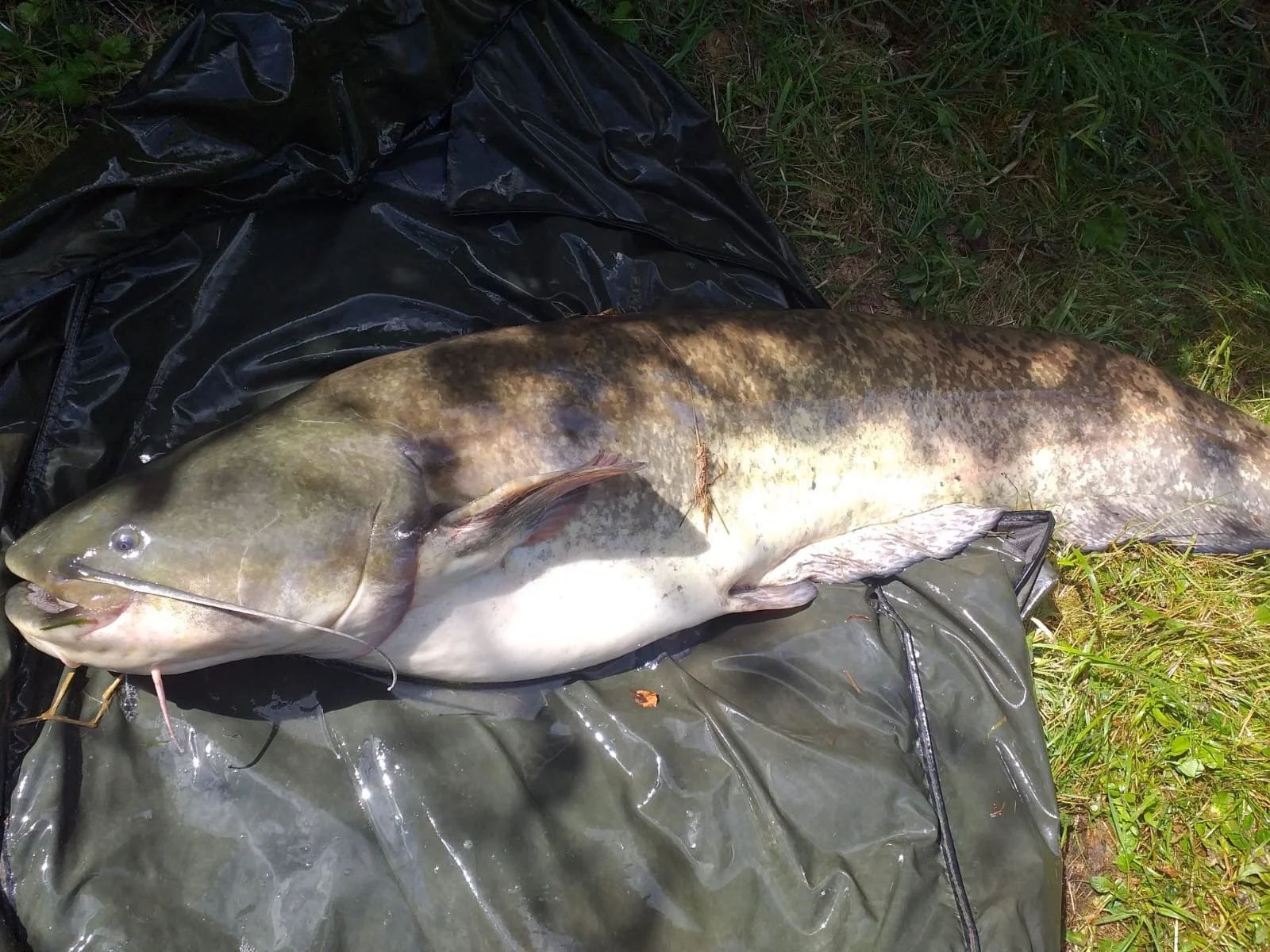 Norbert the catfish.  Last caught in summer 2024 at 41lbs