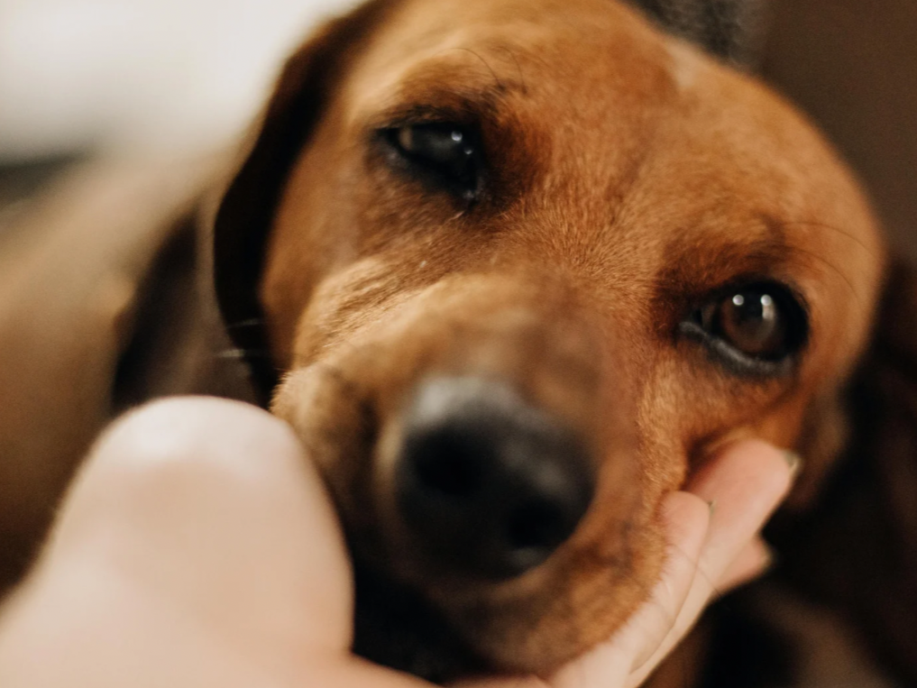 Glimmers in Uncertain Times: A Somatic Reflection on Small Joys and Nervous System Resourcing