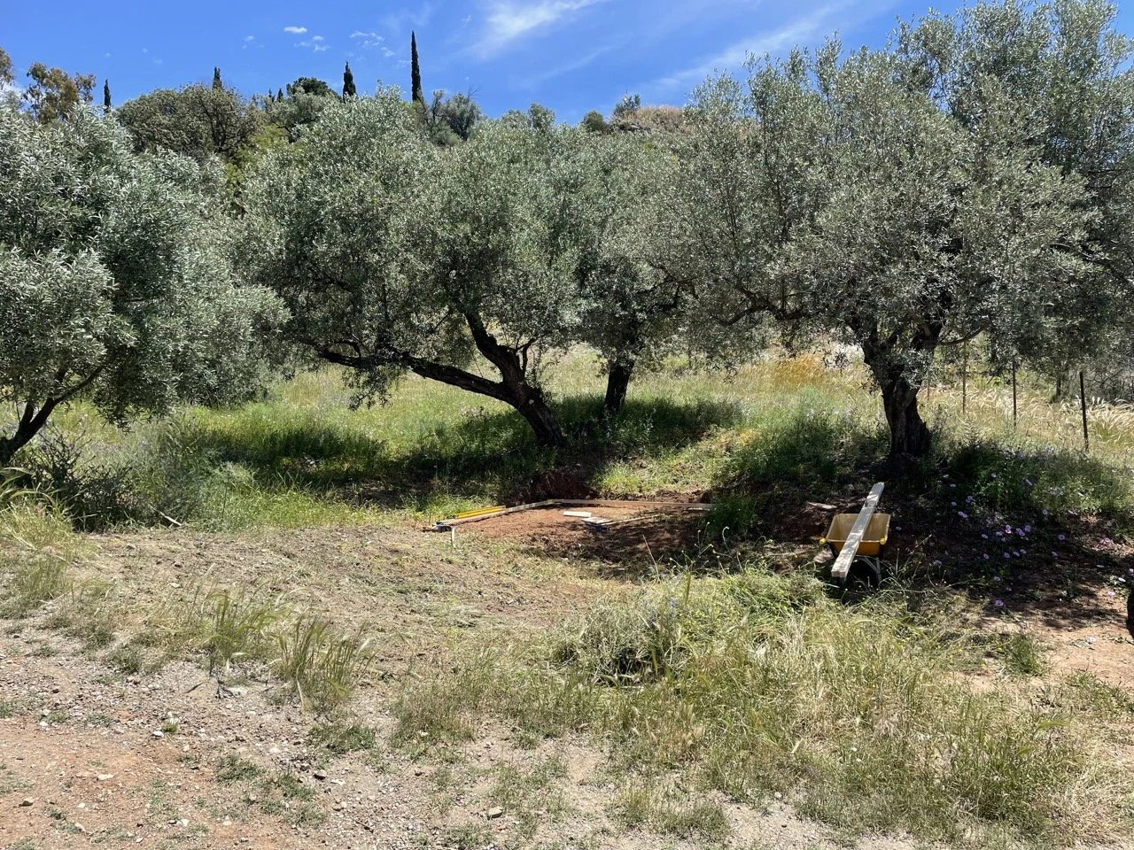 TinyTaller_new_home_container_under_olives.jpeg