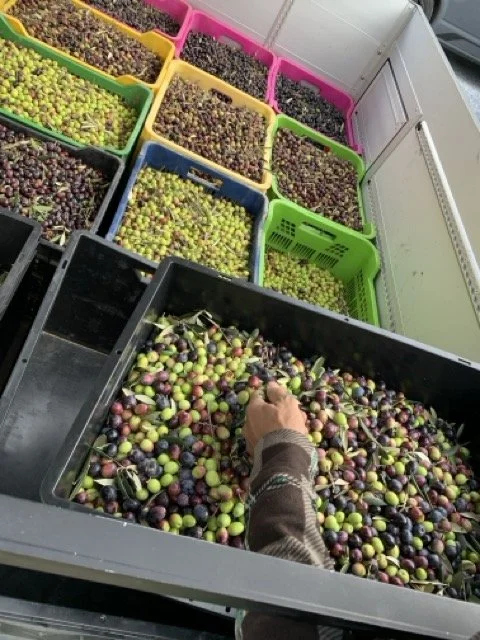 Olive Harvest