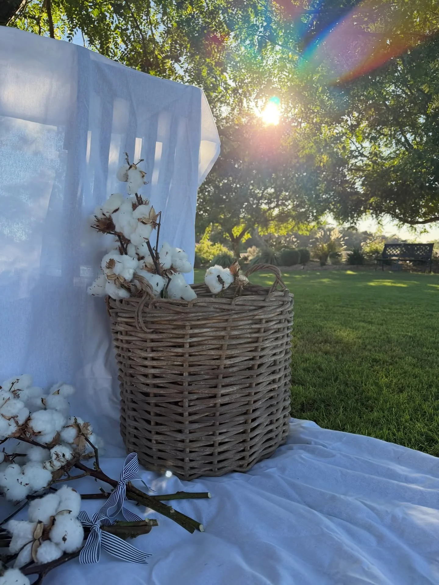 Cotton stems now available online! 🤍

Freshly picked and effortlessly beautiful, these fluffy white cotton stems bring warmth and a welcoming touch to your home. 100% natural and everlasting ☁️

$12 per stem or
$35 bunch (3 stems)

Unfortunately, I 