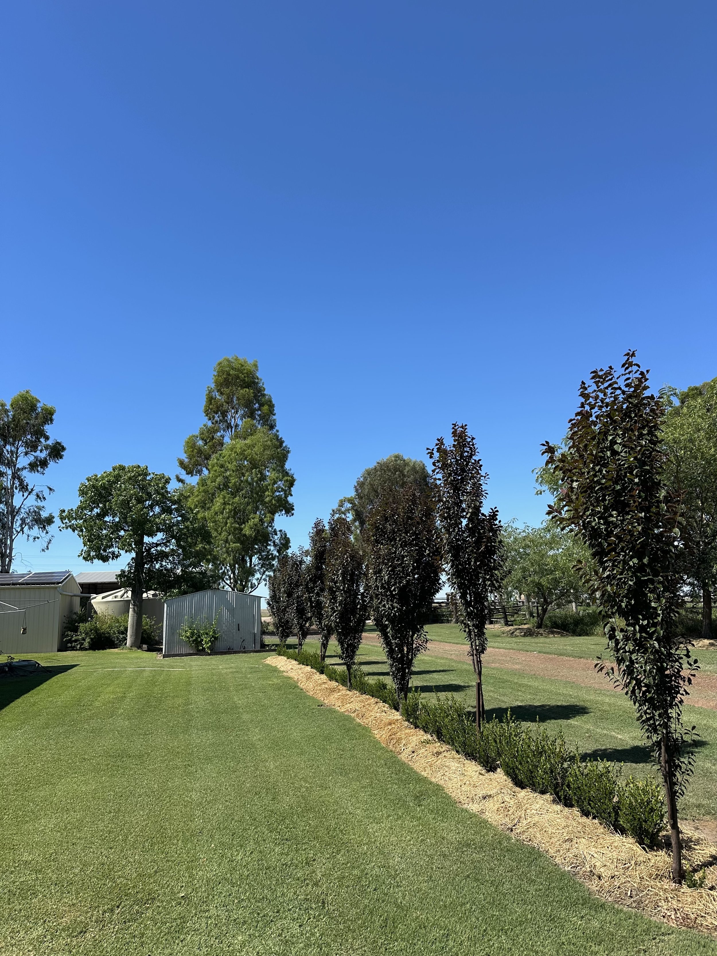 Oakville Crimson Spire & Buxus Microphylla Faulkner.jpeg