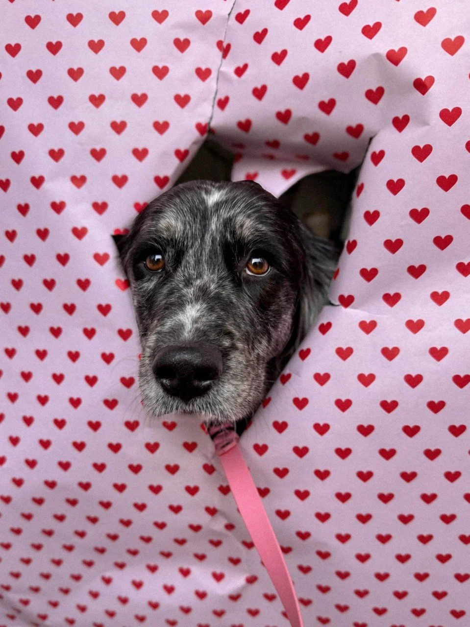 Valentinstags-Edition 💘