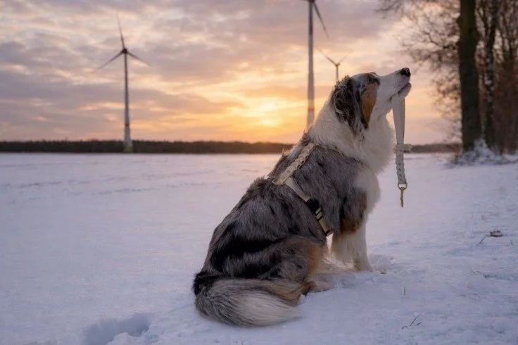 Maya