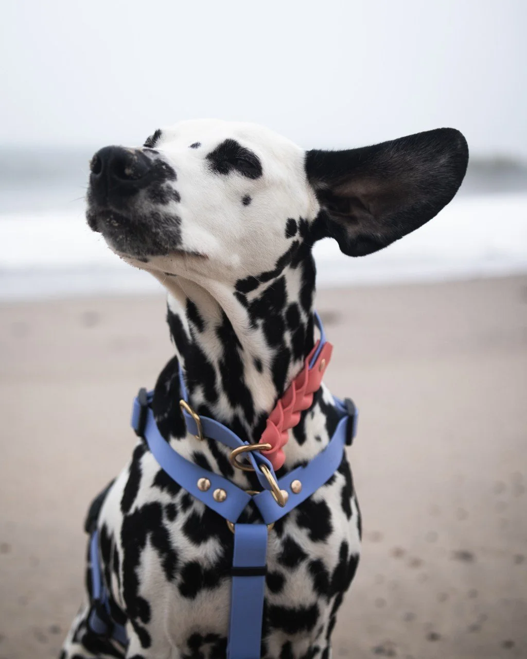 Mica-Edition – unsere Special Edition in Zusammenarbeit mit @amicadalmatiner