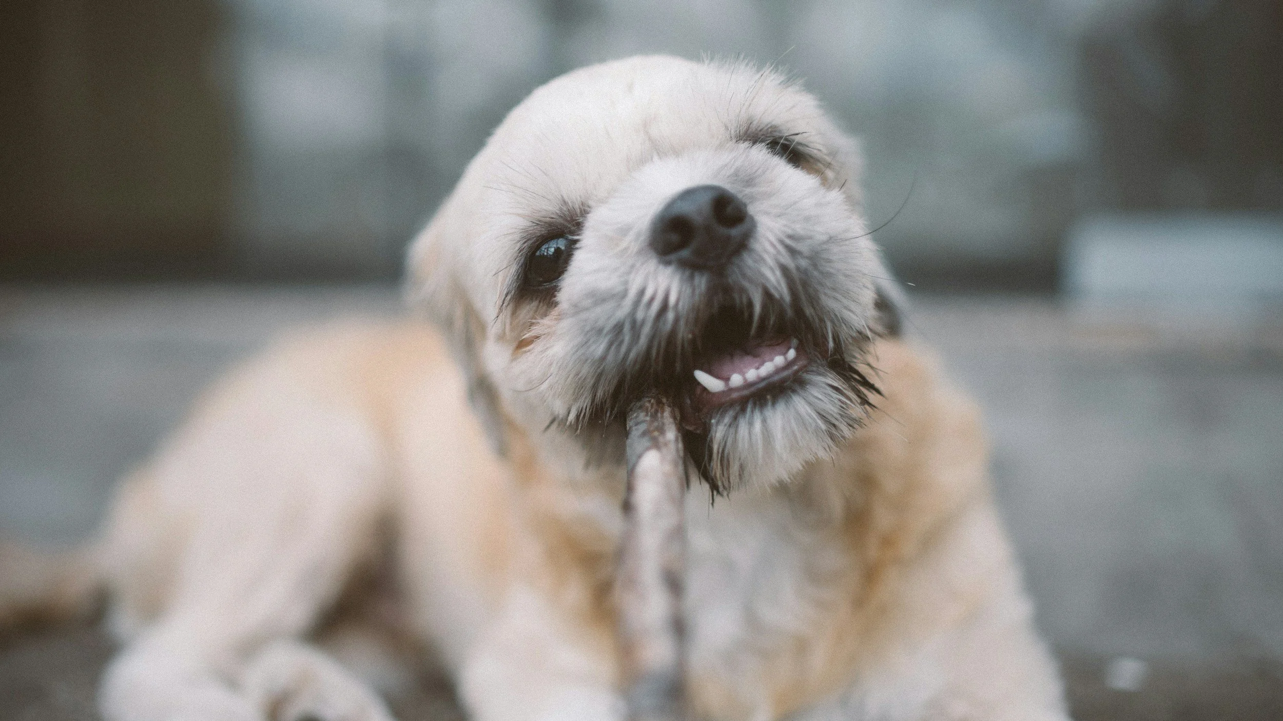 ¿Qué son las estereotipias en perros y gatos? ¿Qué tipos hay?