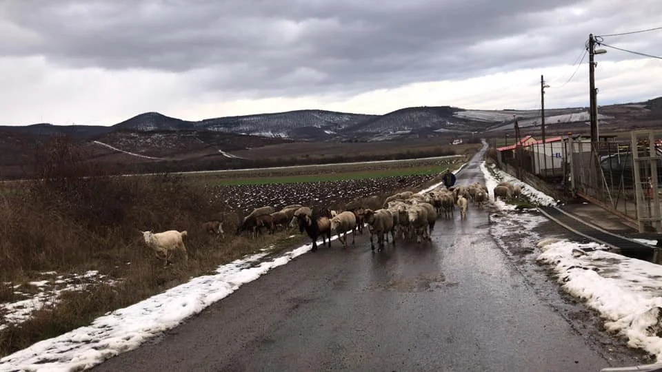 Tállya nyáj az úton látkép