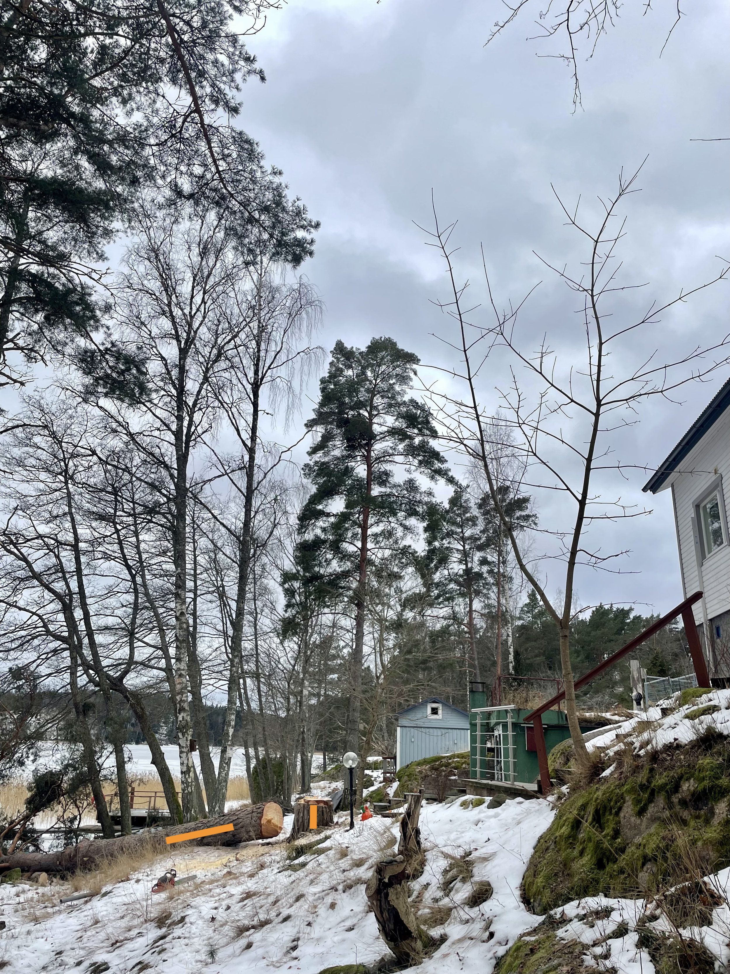 puunkaato nauvo