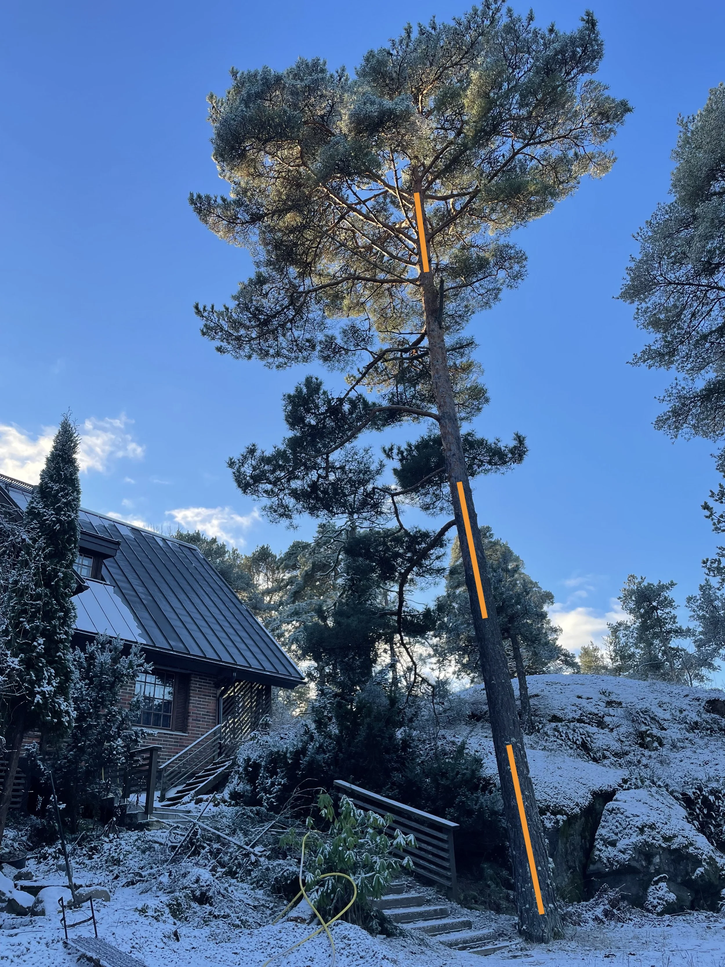 puunkaato nauvo