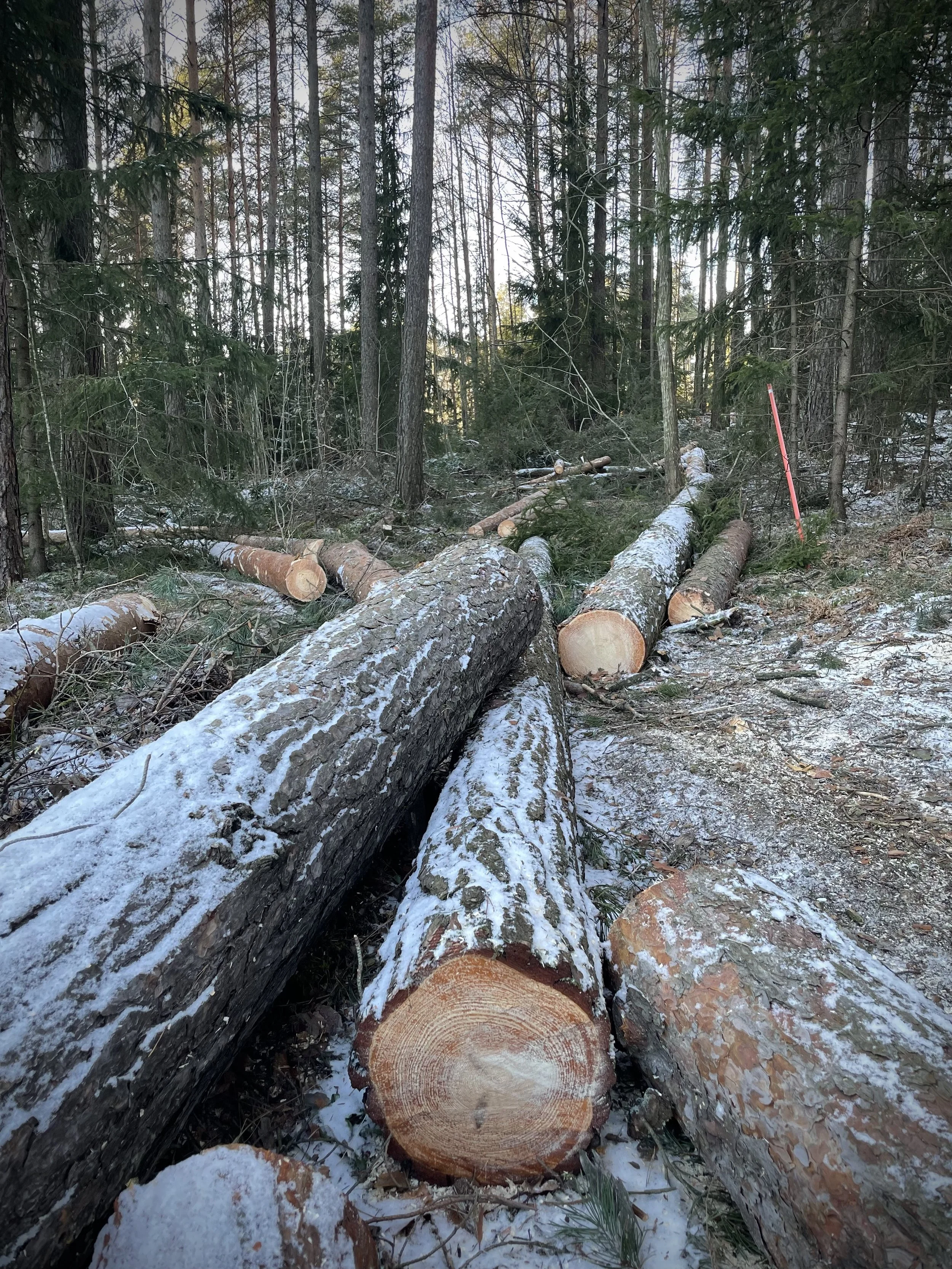 metsuri nauvo