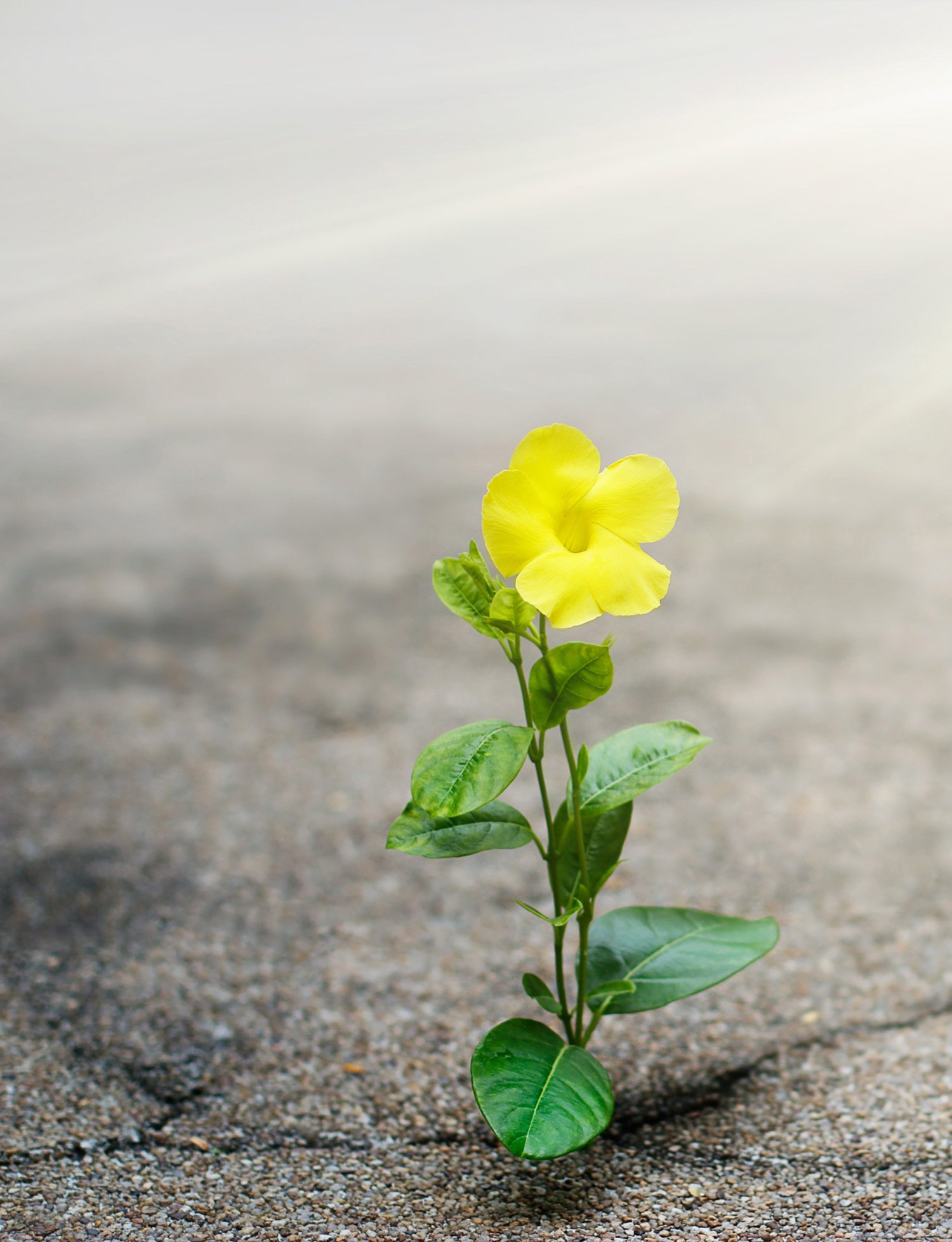 Flower in Sidewalk.jpg