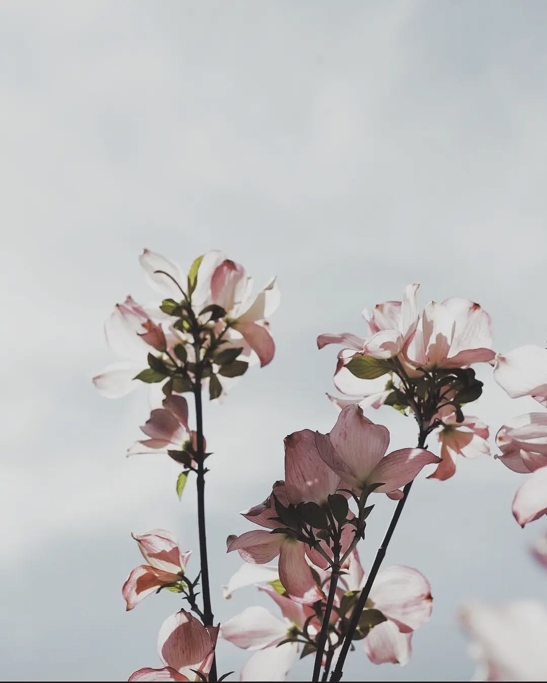 some flowers in dark times 🌸

________
#macrophotography #canonphotography #canoneos #macrolens #naturephotography #moodygrams #moodyphotography #amateurphotography #amateurphotographer #colorphotography #colourphotography #flowerphotography #moodyn