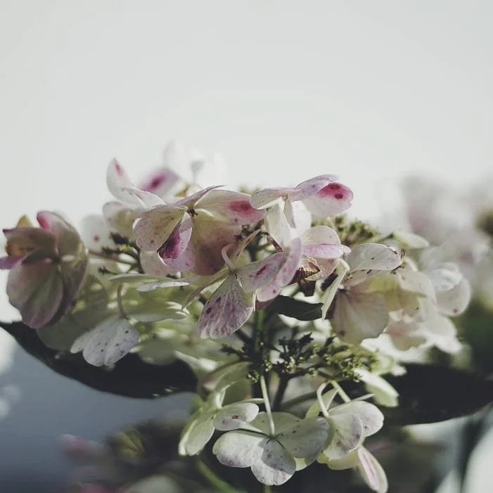 winter can be sad and dark, so have some bright flowers 🌸🌸🌸

_______
#macrophotography #canonphotography #canoneos #macrolens #naturephotography #moodygrams #moodyphotography #amateurphotography #amateurphotographer #colorphotography #colourphotog