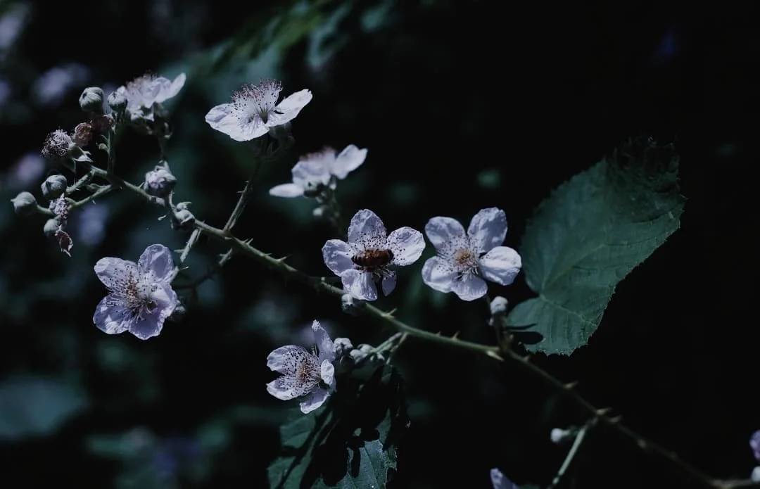 spot the little friend 🐝

________
#macrophotography #canonphotography #canoneos #macrolens #naturephotography #moodygrams #moodyphotography #amateurphotography #amateurphotographer #colorphotography #colourphotography #flowerphotography #moodynatur