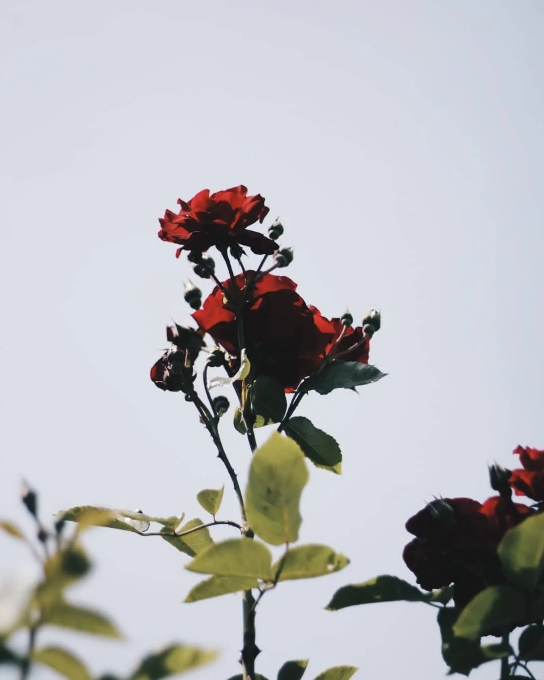 🌹🖤🌹

________
#macrophotography #canonphotography #canoneos #macrolens #naturephotography #moodygrams #moodyphotography #amateurphotography #amateurphotographer #colorphotography #colourphotography #flowerphotography #moodynature
#moodypicture #ex