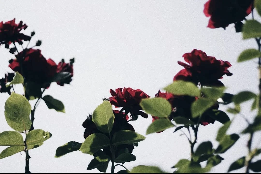🌹🌹🌹

______
#macrophotography #canonphotography #canoneos #macrolens #naturephotography #moodygrams #moodyphotography #amateurphotography #amateurphotographer #colorphotography #colourphotography #flowerphotography #moodynature
#moodypicture #exqu