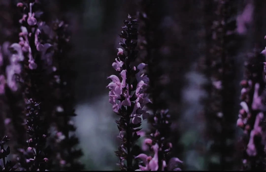 finally found the ⓜⓞⓣⓘⓥⓐⓣⓘⓞⓝ to edit my pictures 💜

______
#macrophotography #canonphotography #canoneos #macrolens #naturephotography #moodygrams #moodyphotography #amateurphotography #amateurphotographer #colorphotography #colourphotography #flowe