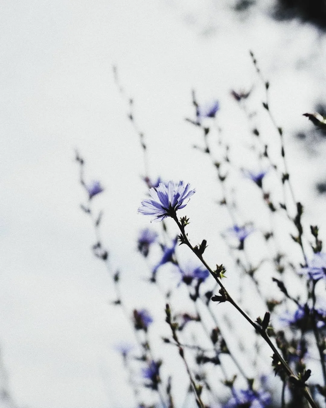 💜🌸💜🌸💜

________
#macrophotography #canonphotography #canoneos #macrolens #naturephotography #moodygrams #moodyphotography #amateurphotography #amateurphotographer #colorphotography #colourphotography #flowerphotography #moodynature
#moodypicture