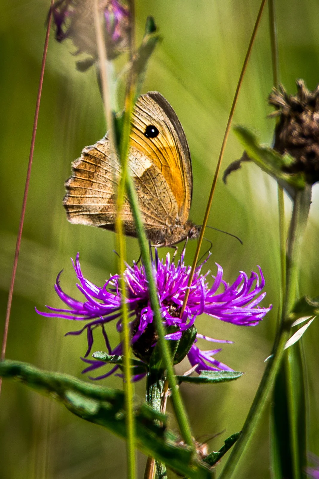 Papillon dans les prairies du domaine de Boisguérin à Souvigné