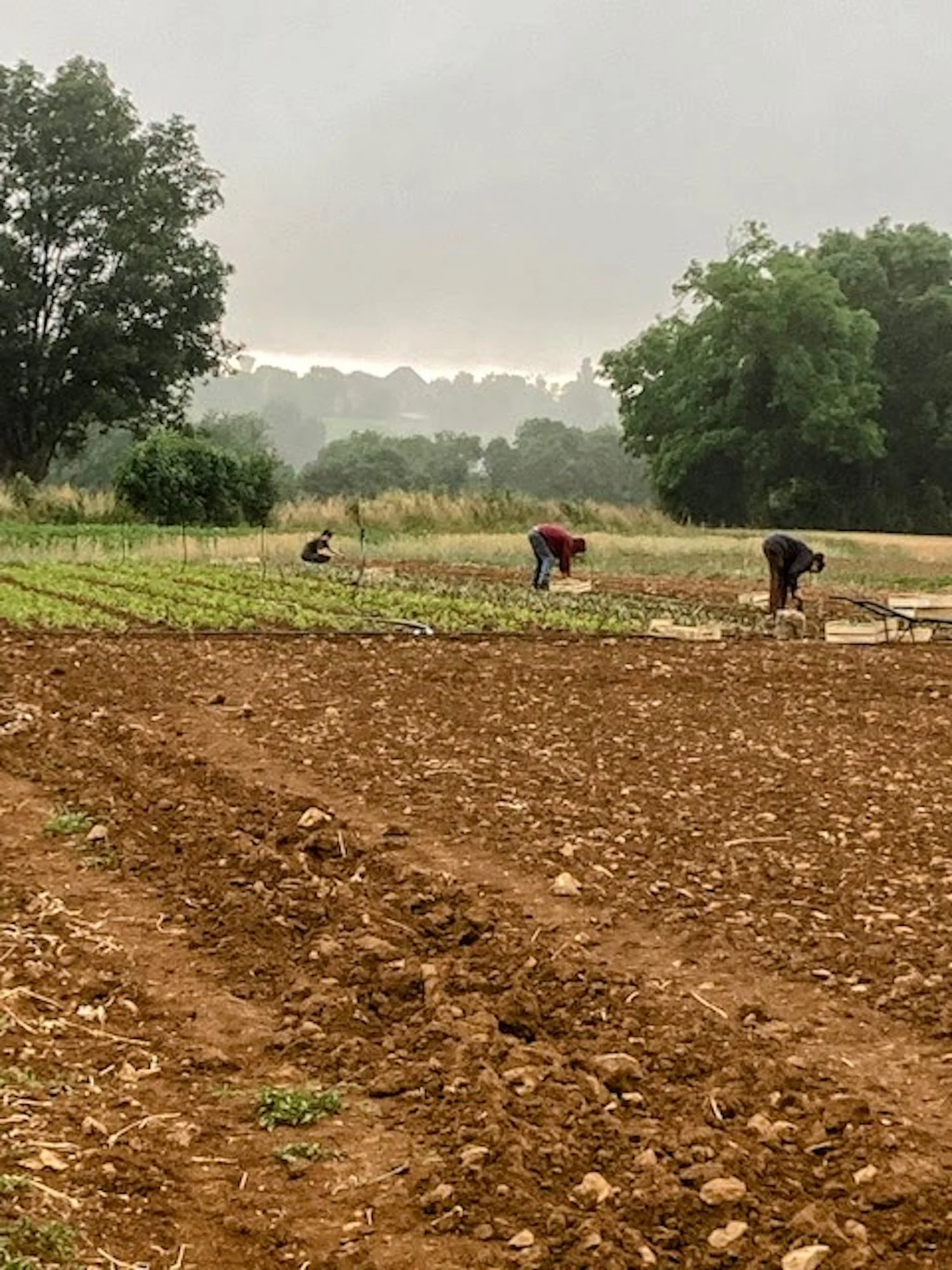 Cultures maraîchères biologiques de la ferme de Boisguérin à Souvigné, dans les Deux-Sèvres