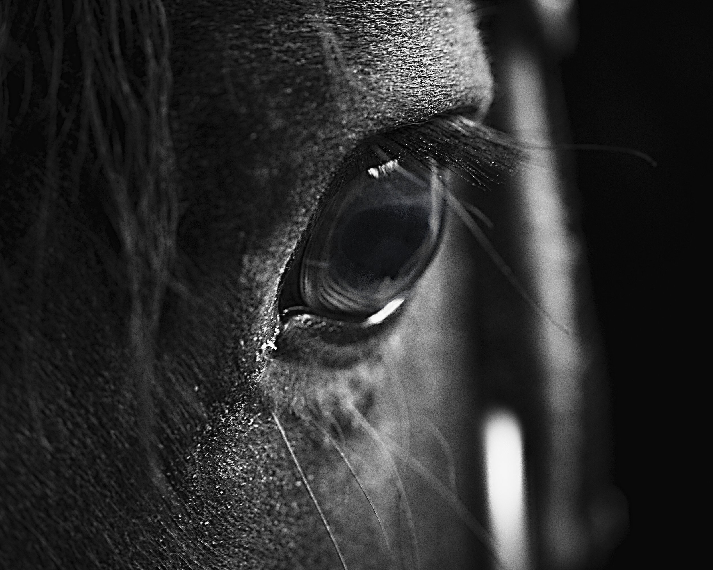 Oog van het paard Oscar - Persoon die leiderschapsvaardigheden versterkt door coaching gericht op authenticiteit