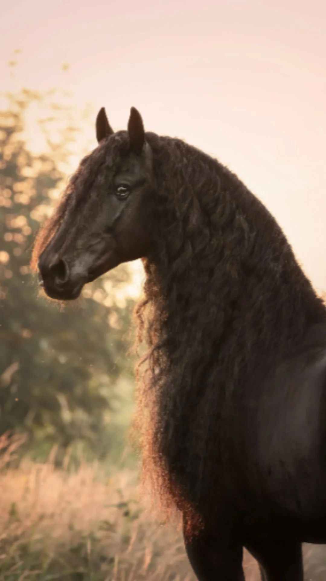 Een Fries paard in het avondlicht