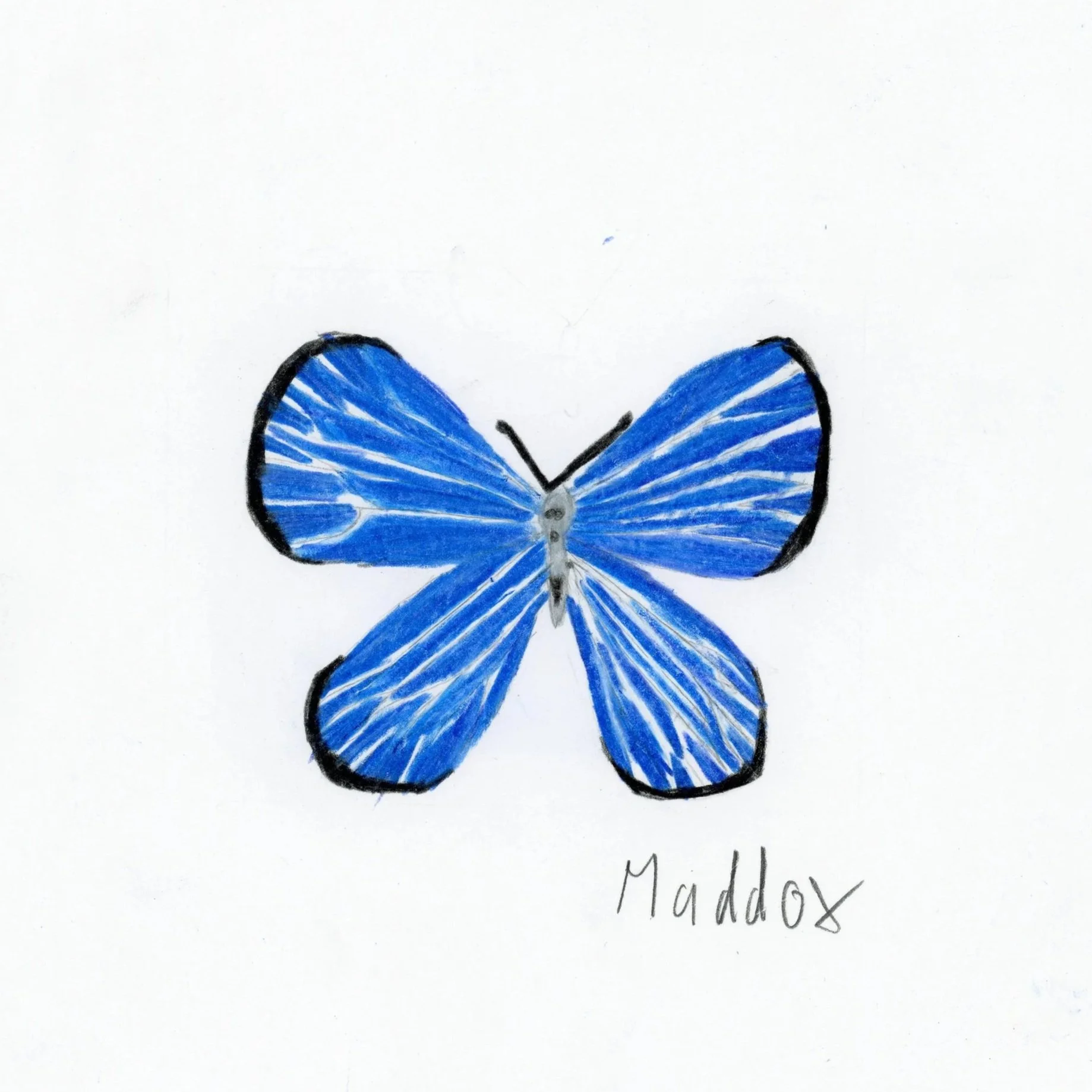 Une fleur avec des pétales blancs et une centrale bleue, accompagnée d'un papillon jaune et noir.