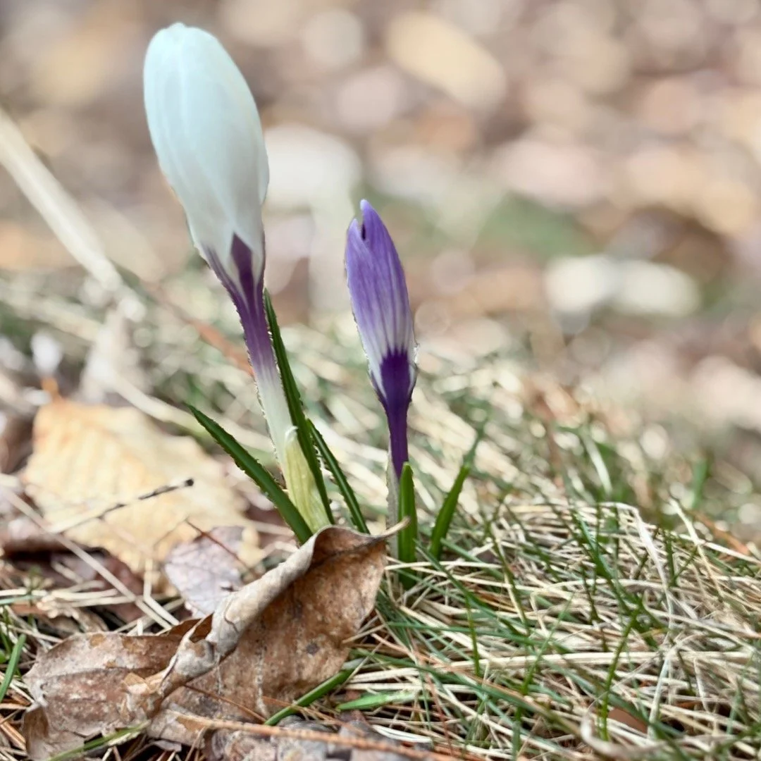🌱 Hello Spring😍

We&rsquo;ll see you on Friday- rain or shine ☔️🌈☀️

#bakery #baking #microbakery #spring #maine