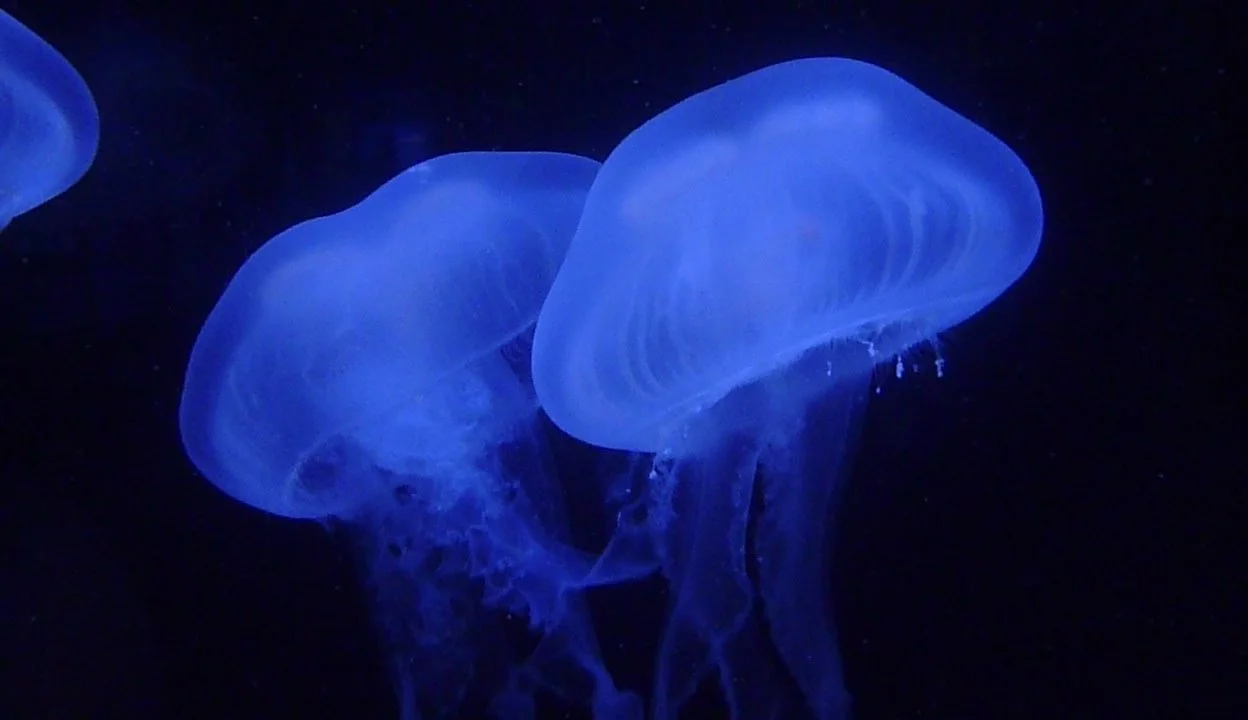 Jellies at Birch Aquarium