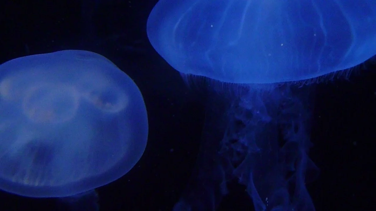 P1110596 - Erin Frank.JPG