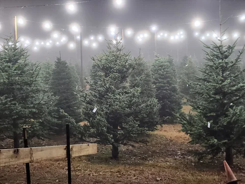 Christmas Trees, business photo 6