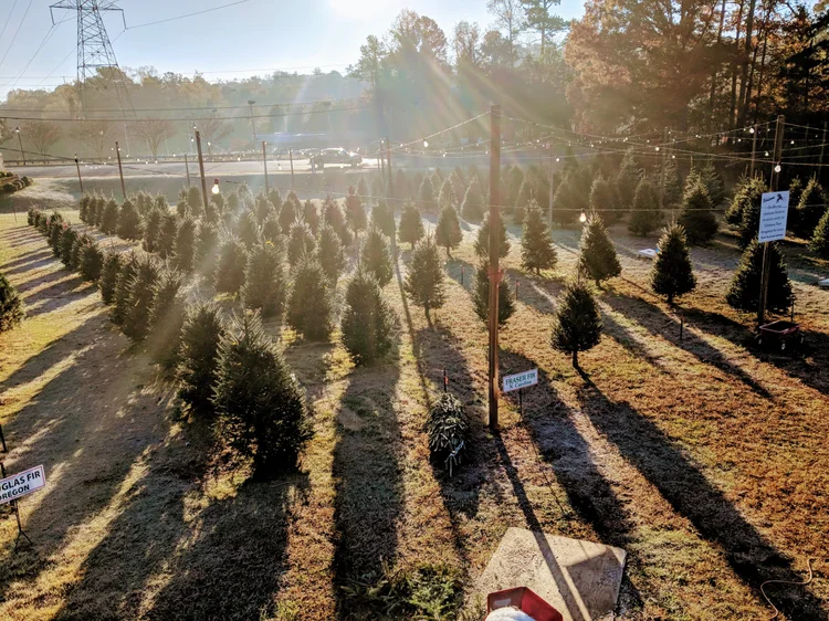Christmas Trees business photo