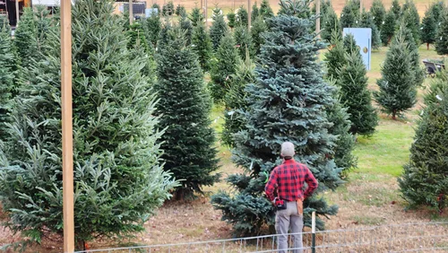 Christmas Trees, business photo 5