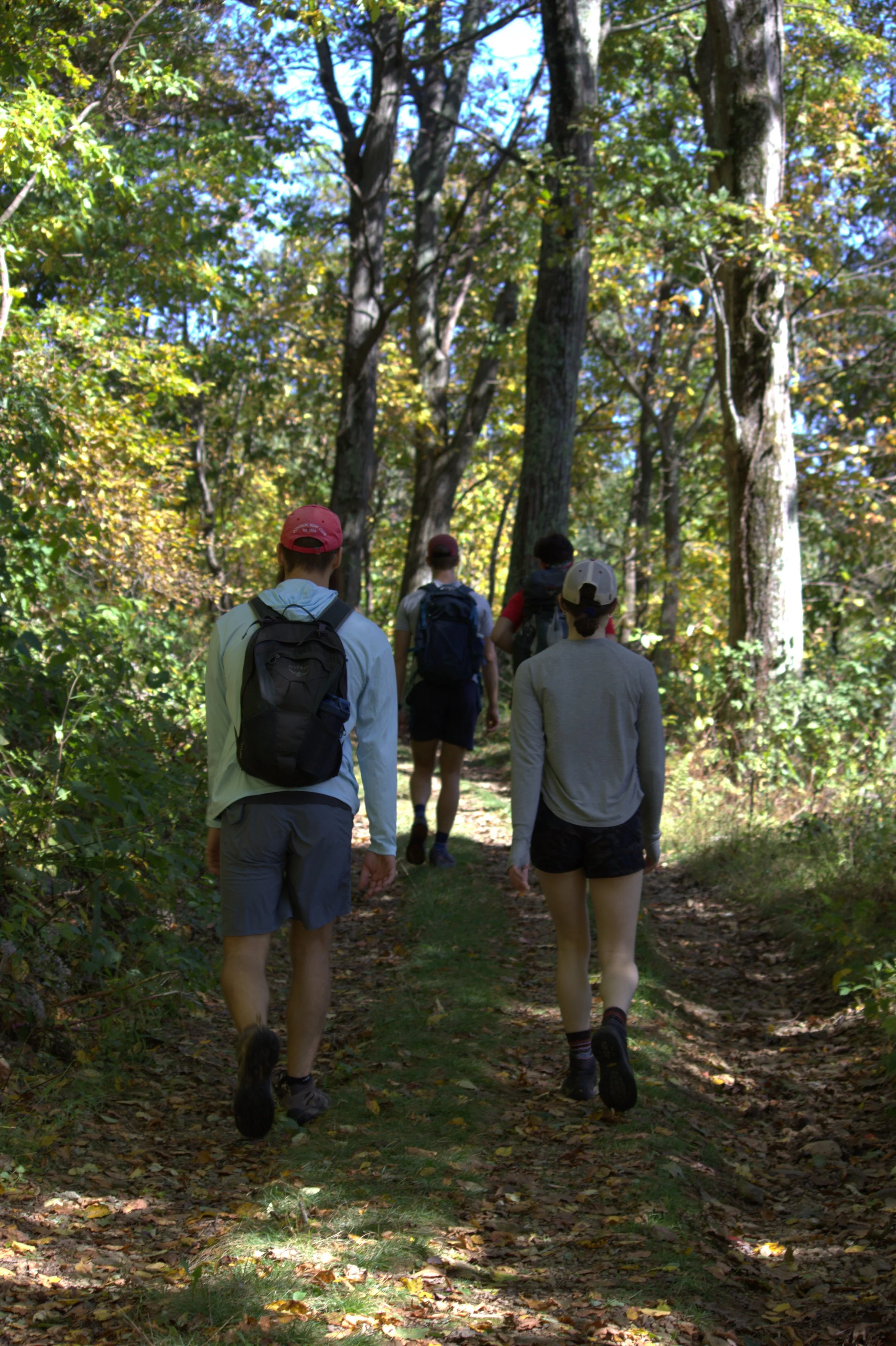 Walking in the Woods.jpg