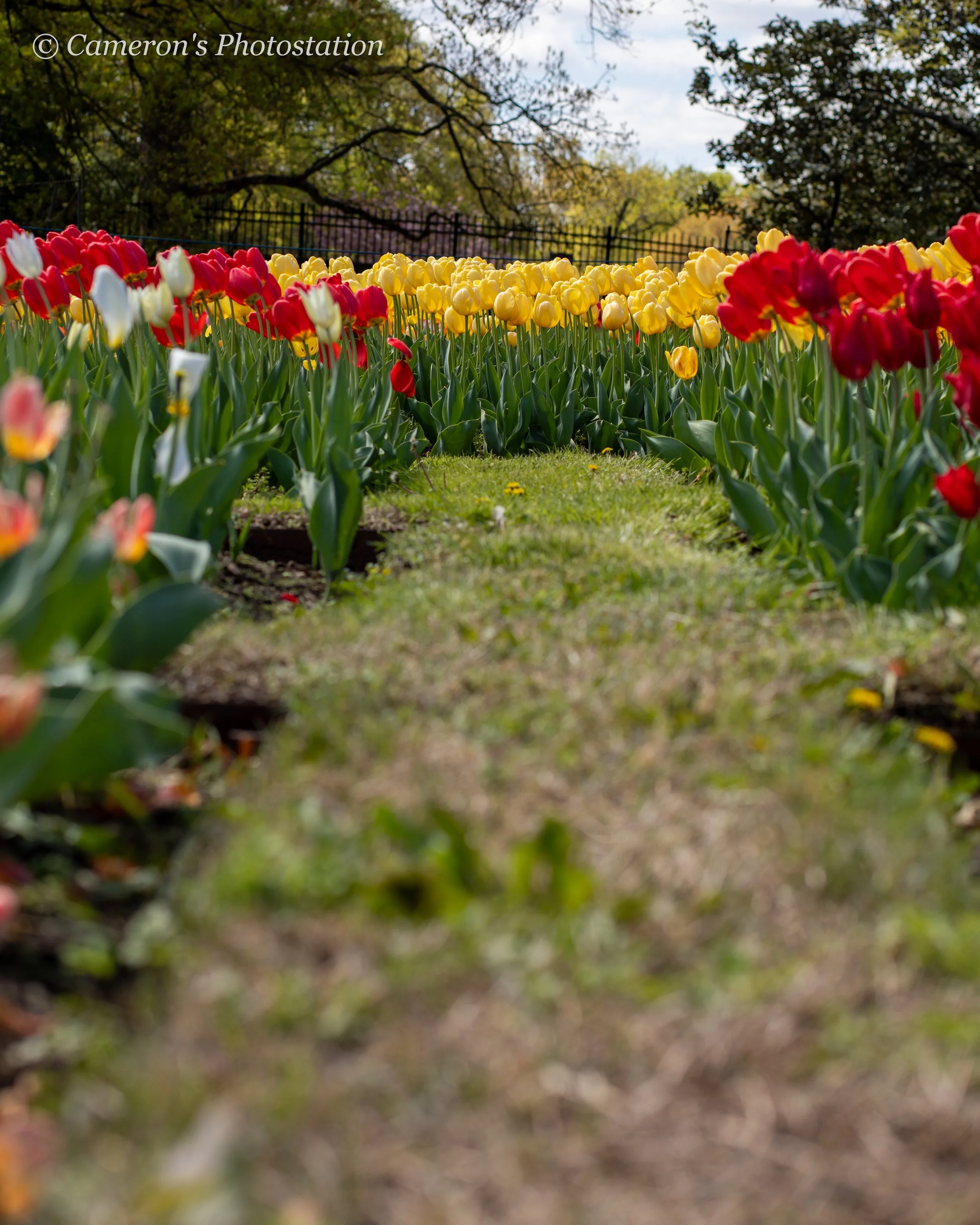 A Path of Flowers at the Netherlands Carillon.jpg