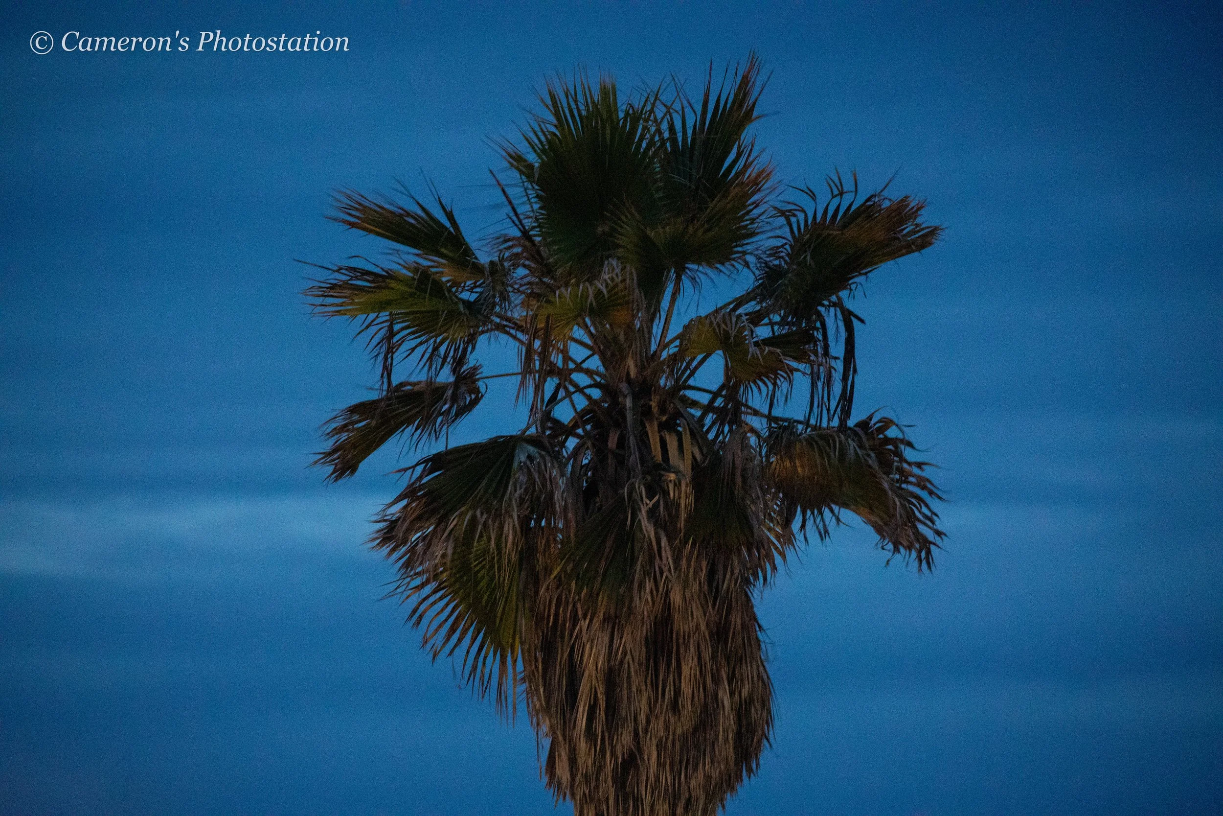Palm Tree at Sunrise.jpg