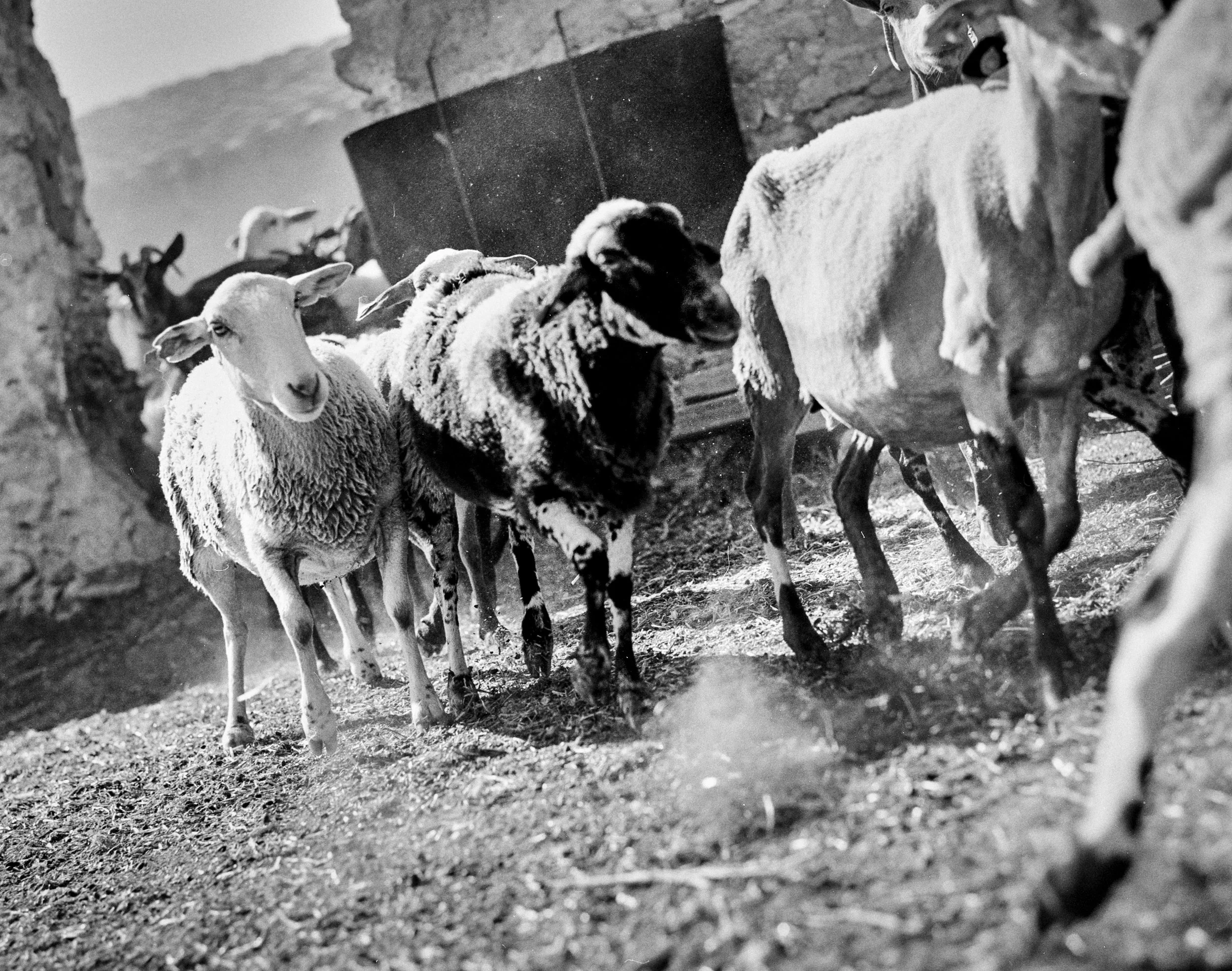 Black and white photo of a group of sheep and goats inside a rustic barn or pen, with some animals looking directly at the camera.