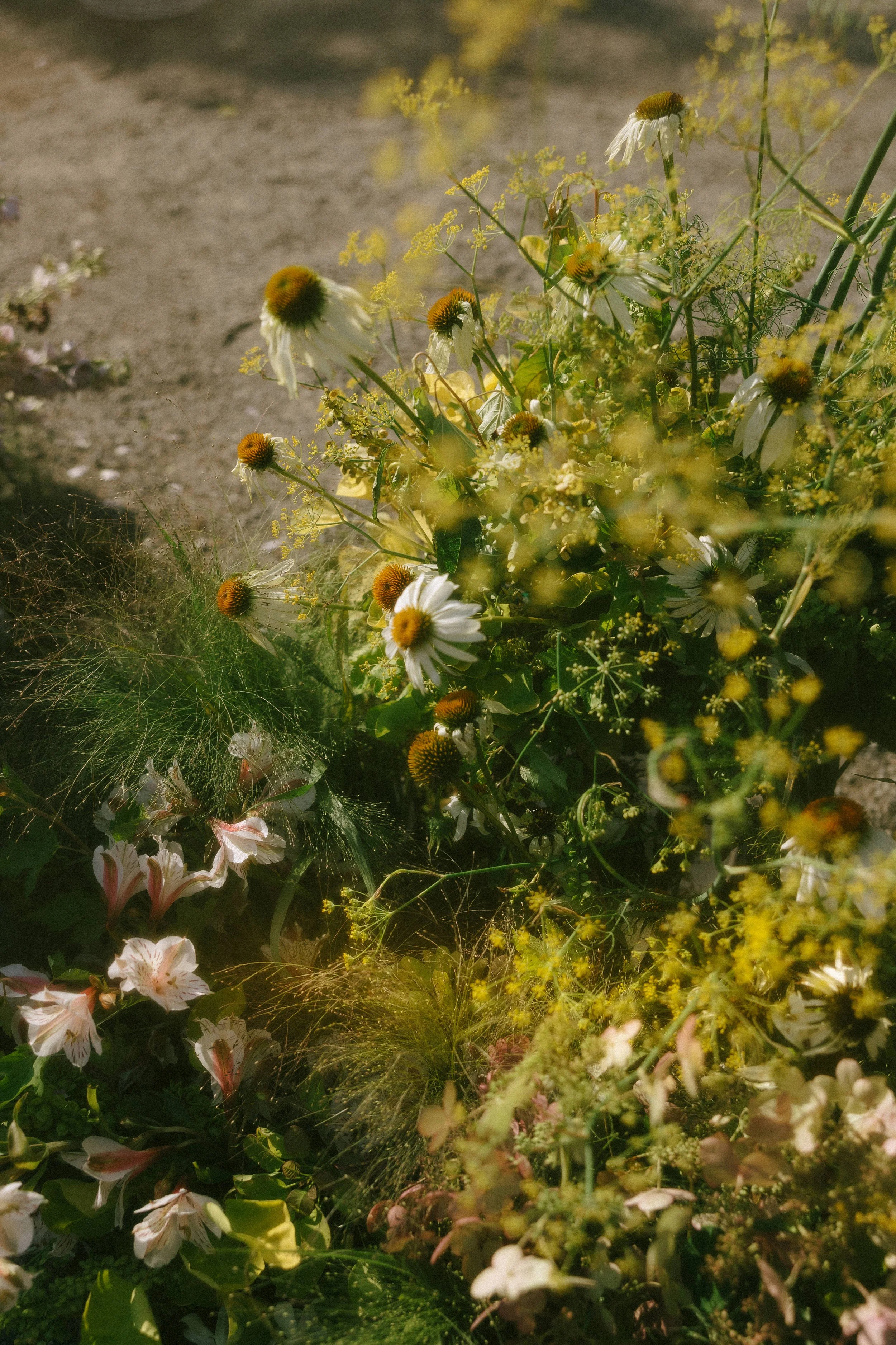 Wildflowers including daisies and pink lilies growing in a garden with a dirt path in the background.