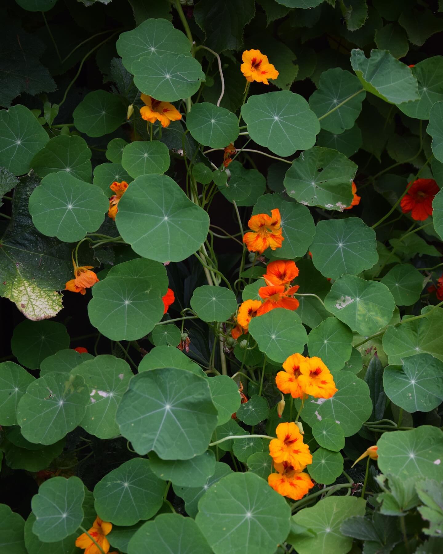 ✿ ode to summer nasturtiums ✿ 

.
&hellip;
.
.
&hellip;
.
.
&hellip;
.
.
&hellip;
.
.
&hellip;
.
#nasturtium #summerflowers #orangeflowers #nasturtiums #urbangarden #homestead #summergarden #nikon #nikonphotography #nikonphoto #nikonphotographer #flo
