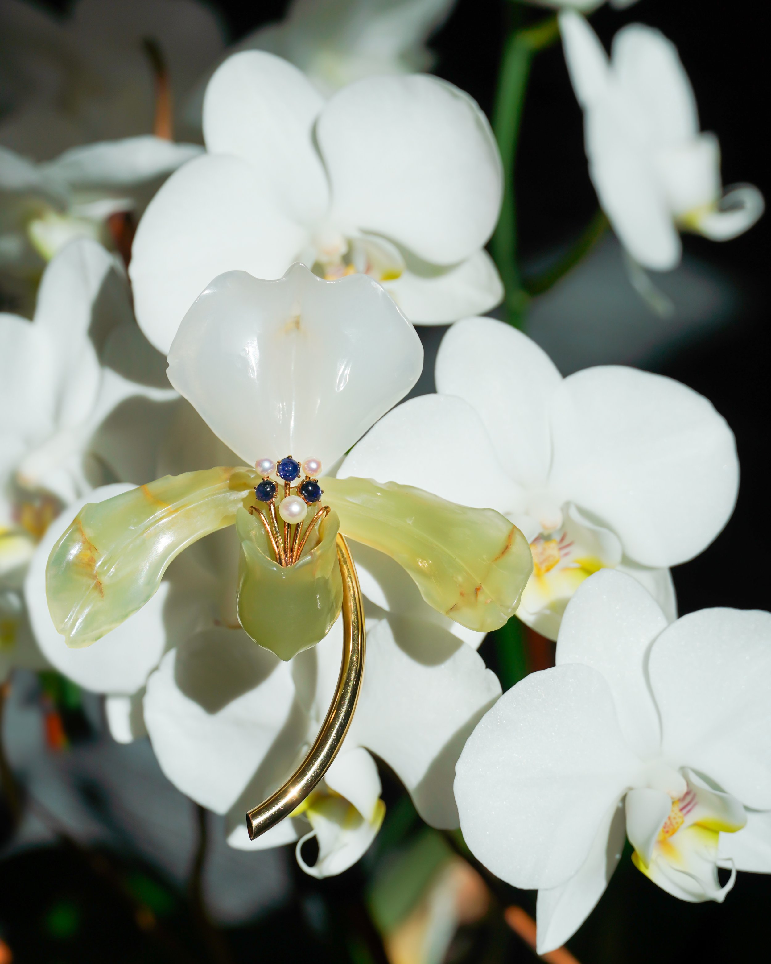 orchid.jpg