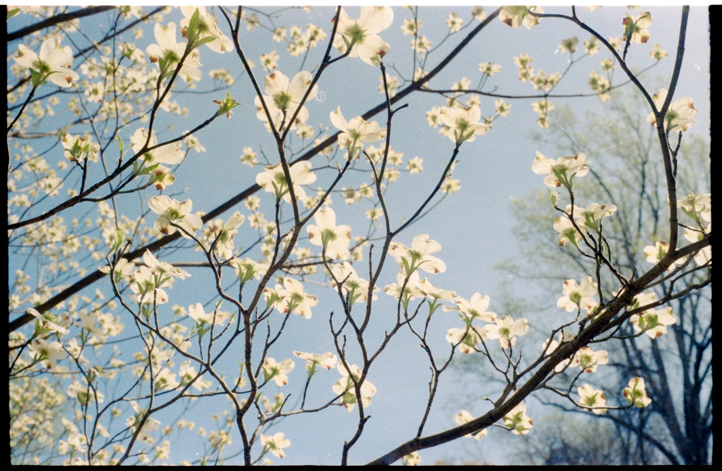 Image 8561-2.jpg