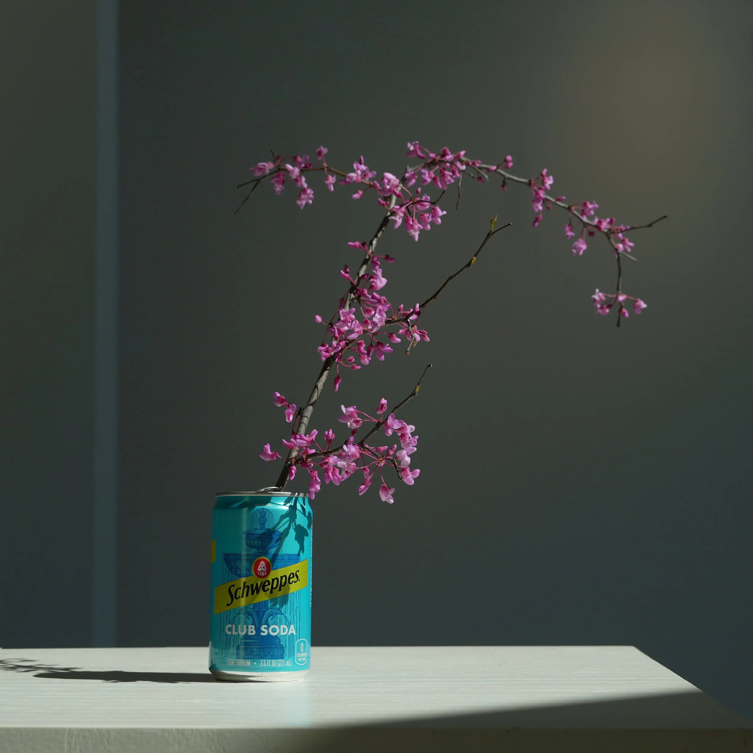 Still Life Photography